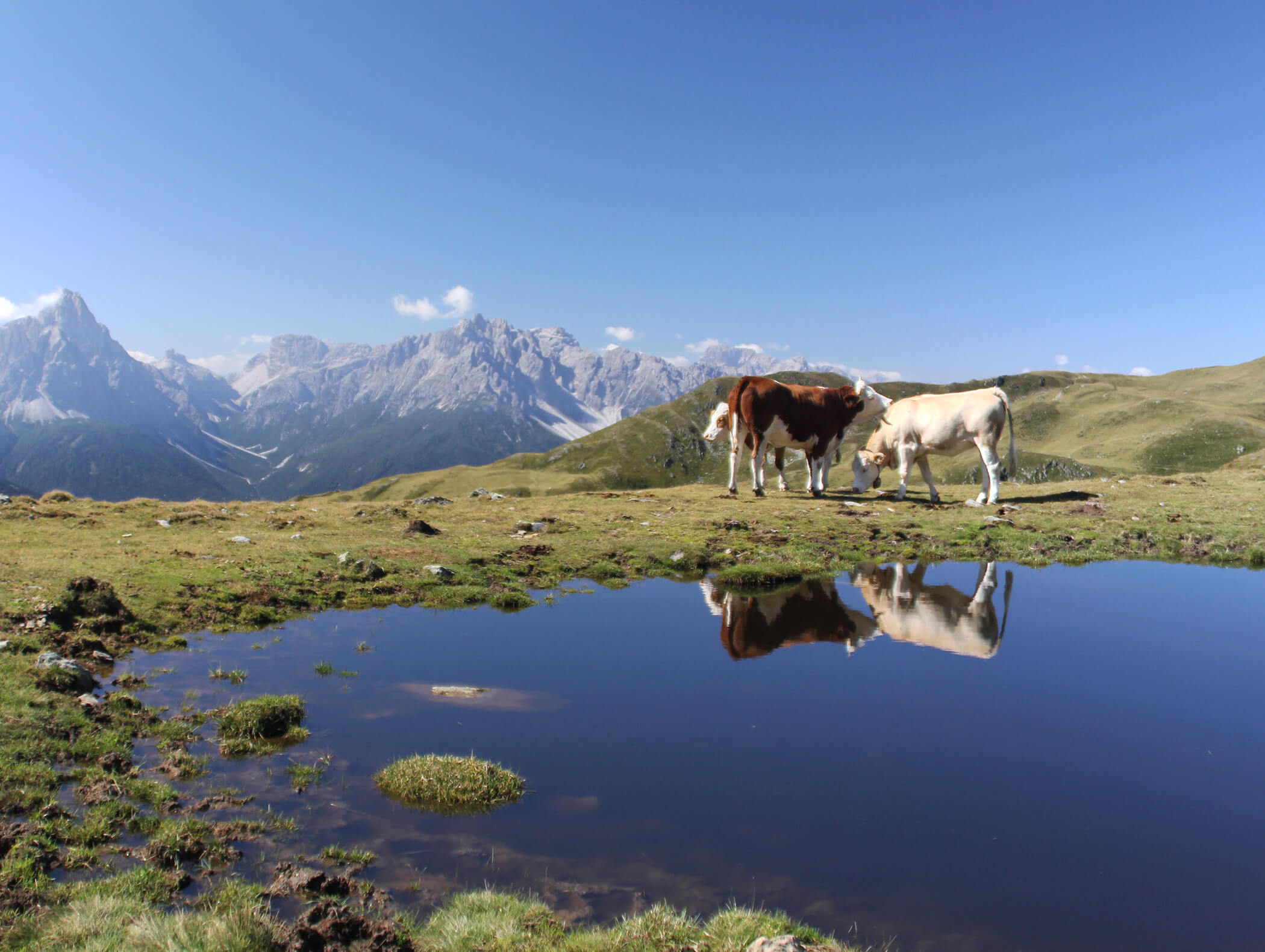 Zwei Kühe stehen an einem klaren Bergteich, mit schneebedeckten Gipfeln und blauem Himmel im Hintergrund. - AMIL chalets dolomites