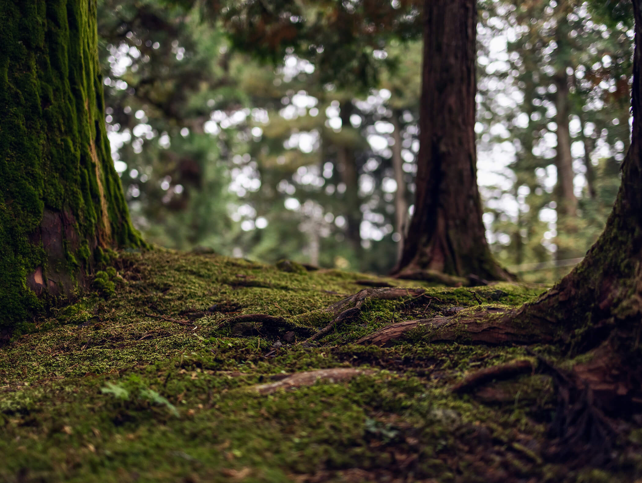 Primo piano del pavimento della foresta ricoperto di muschio con tronchi e radici, fogliame verde sfocato sullo sfondo. - AMIL chalets dolomites